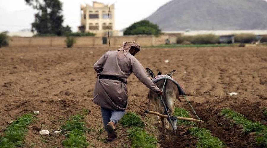 زراعات اليمن مهددة بالتوقف نتيجة تصاعد أزمات الحرب